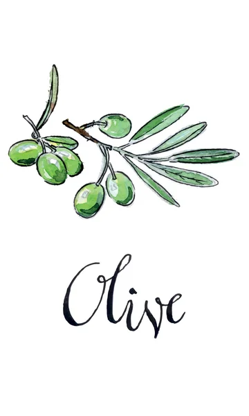 Aquarell grüne Oliven — Stockvektor