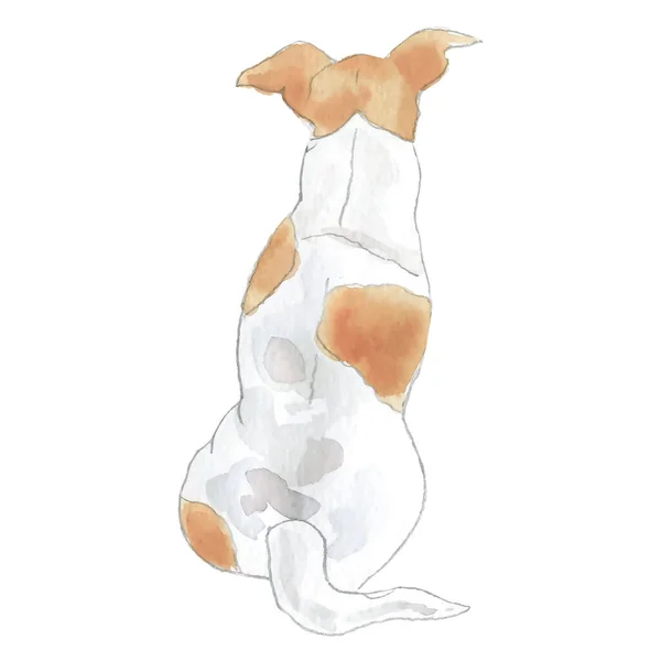 Ilustração Aquarela Jack Russel Raça Cão Ilustração Vetorial —  Vetores de Stock