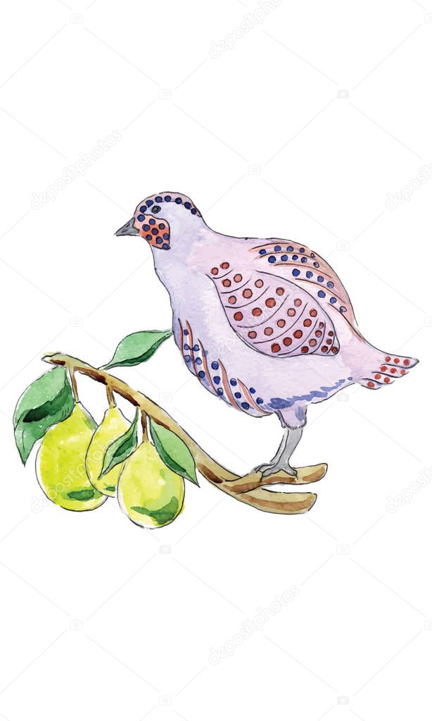 Watercolor illustration, Partridge in Pear Tree for 12 Days of Christmas Charms, vector illustration