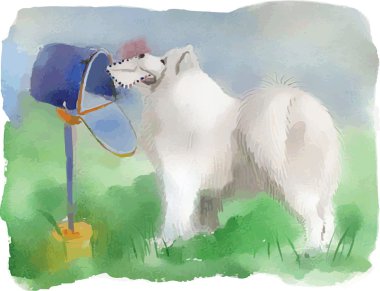 husky köpek
