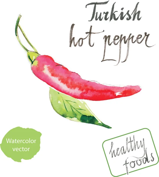 Aquarel Turkse hete peper — Stockvector