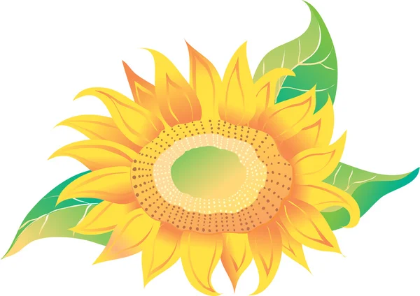 Girasol — Vector de stock