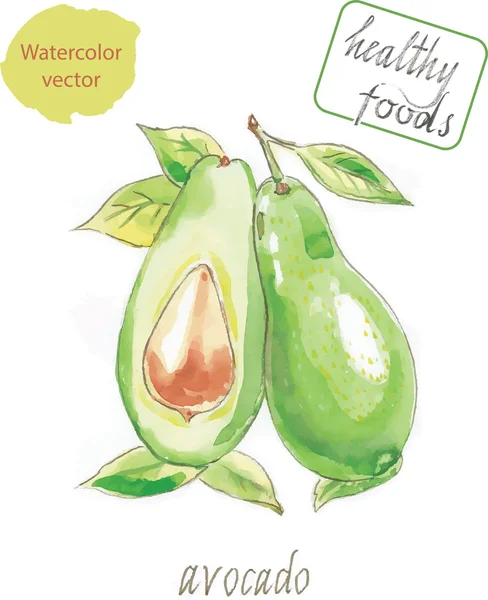 Acquerello di avocado — Vettoriale Stock