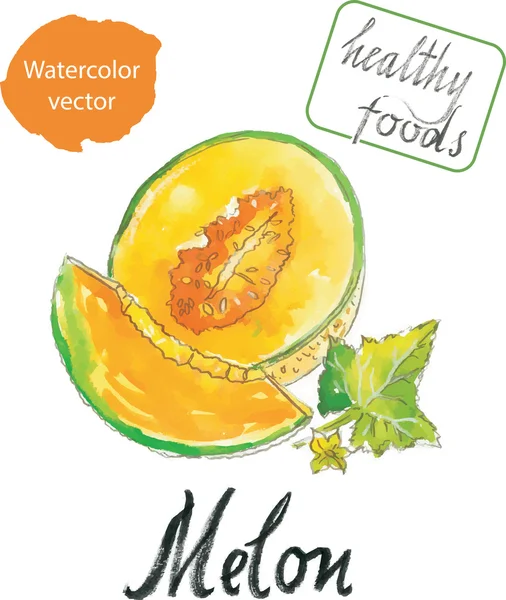 Watercolor melon — Stock Vector