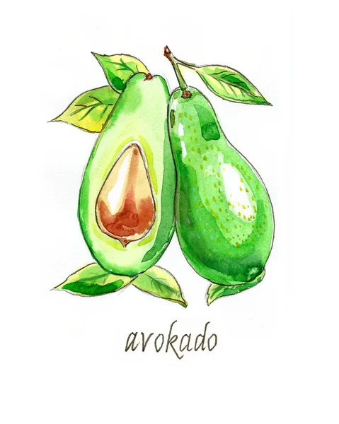 Aguacate acuarela dibujado a mano — Foto de Stock