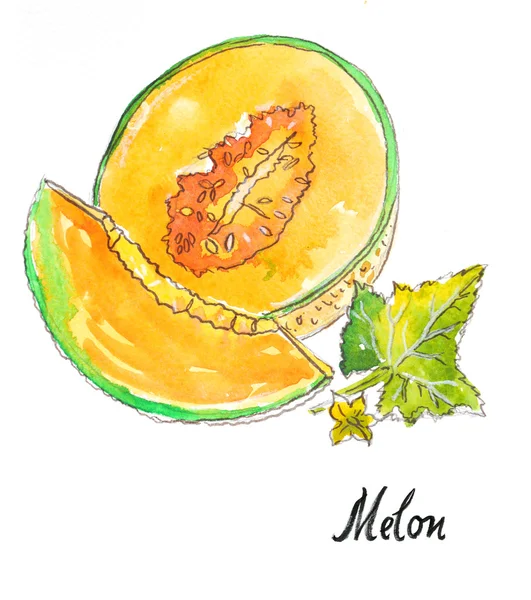 Acuarela melón dibujado a mano — Foto de Stock