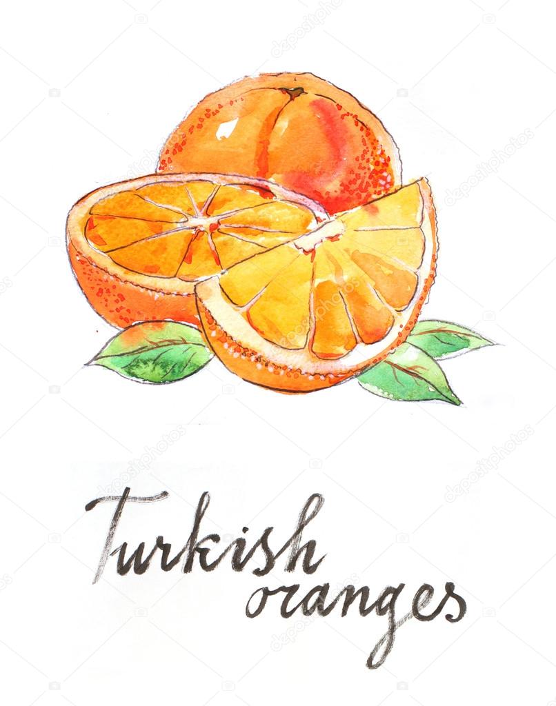 Watercolor hand drawn oranges