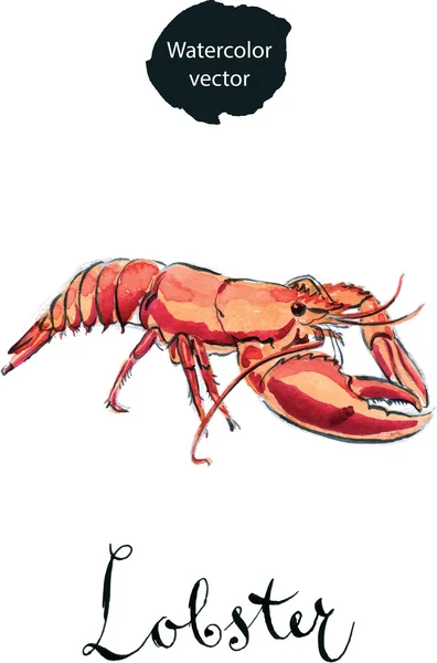 Homard bouilli — Image vectorielle