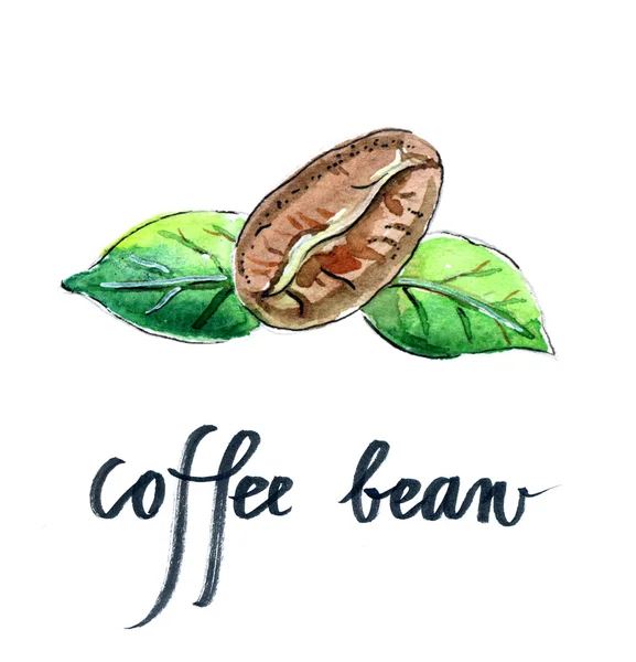 Kaffebönor med gröna blad — Stockfoto