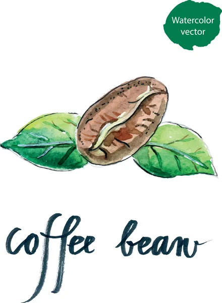 Watercolor coffee bean with green leaves — Stock Vector