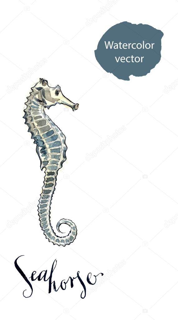 Sea horse, vector Illustration