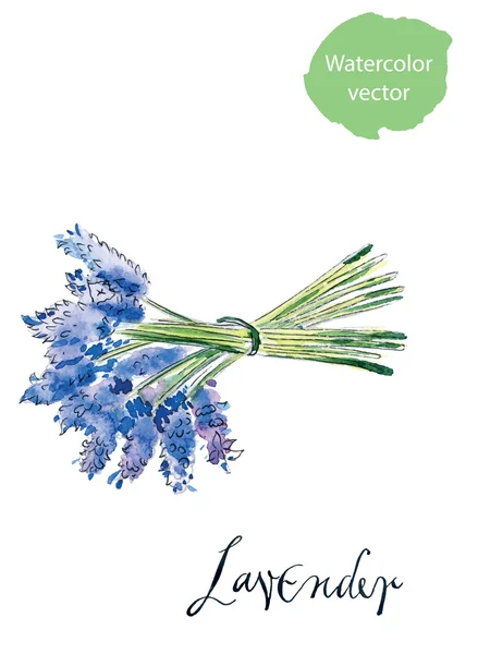 Bouquet von Lavendel — Stockvektor