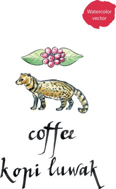 Asya Palm Civet - luwak, üretimi için kullanılan hayvan 
