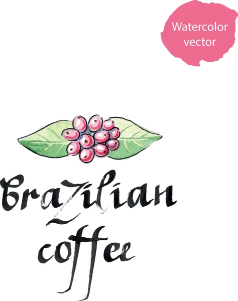 Planta de café, Coffea arabica, hojas y bayas — Archivo Imágenes Vectoriales