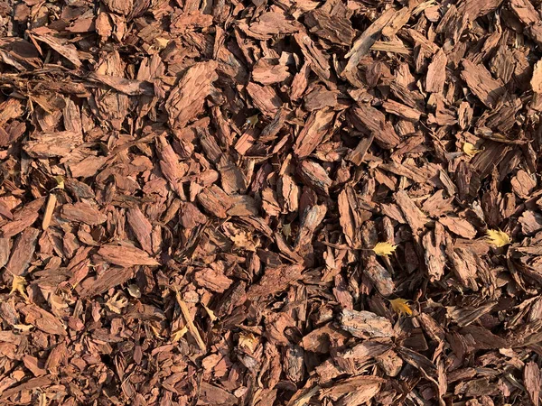 Θρυμματισμένο Φλοιό Δέντρων Πεσμένα Μικρά Φύλλα Στο Έδαφος — Φωτογραφία Αρχείου