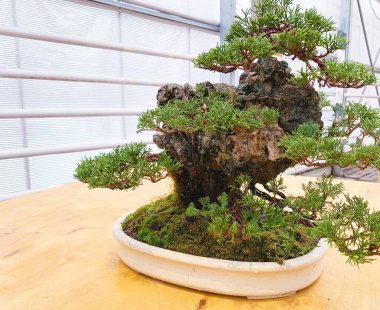 Eski bonsai ağacı kompozisyonu. Çin ardıcı..