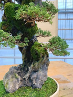 Bonsai ağacı taşın üzerinde. Düz vazoda Çin ardıcı