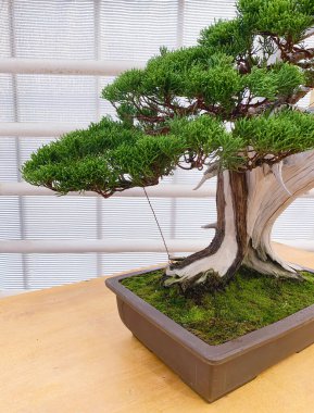 Bonsai ağacı bileşimi. Düz vazoda Çin ardıcı.