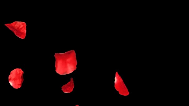 Падаючі пелюстки троянд 3d анімація з альфа-каналом — стокове відео