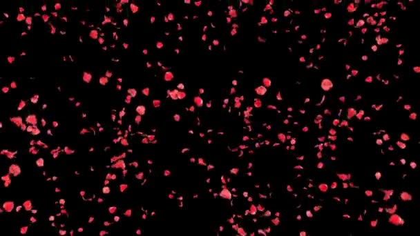 Caduta petali rose animazione 3d con canale alfa — Video Stock