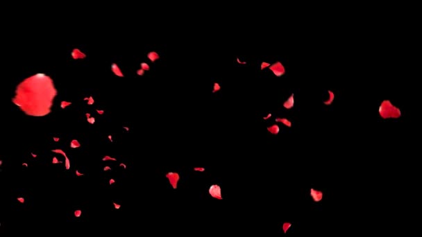 Padající okvětní lístky růže 3d animace s alfa kanálem — Stock video