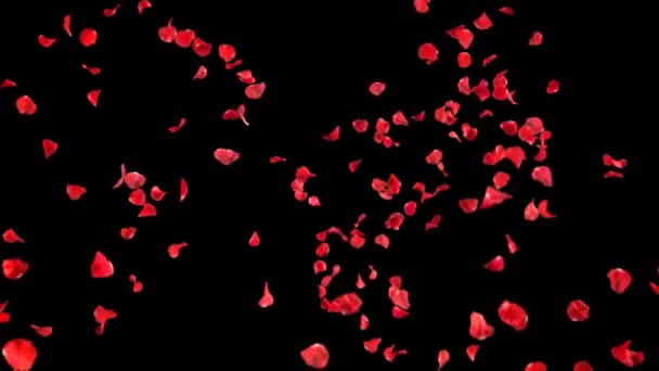 Falling petals roses 3d animation with alpha channel — Stock Video