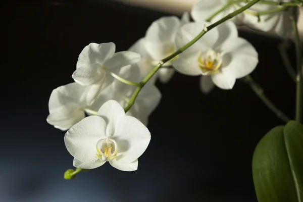 Vackra vita blommor — Stockfoto