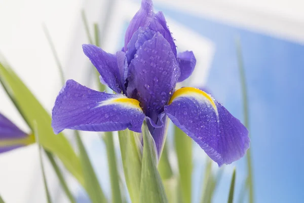 Bela flor roxa — Fotografia de Stock