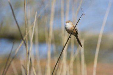 Sakallı baştankara (Panurus biarmicus) kadın