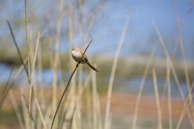 Sakallı baştankara (Panurus biarmicus) kadın