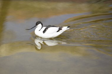 Kılıçgaga yürüyen kuş