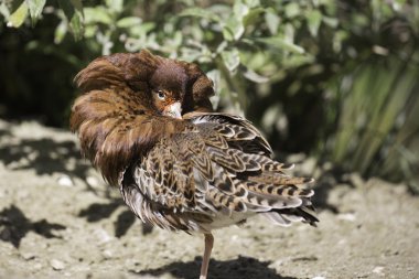 Ruff (Philomachus pugnax) erkek