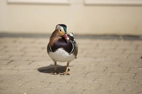 O pato mandarim (Aix galericulata ) — Fotografia de Stock