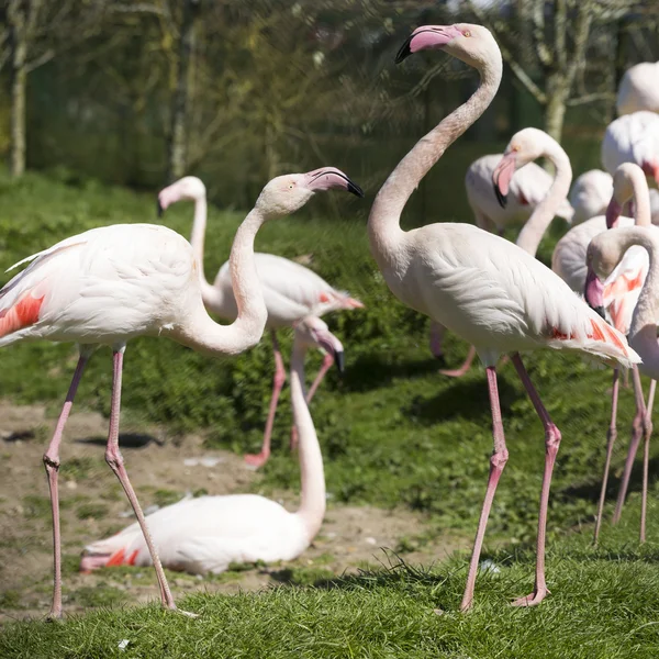 Uno stormo di fenicotteri rosa — Foto Stock