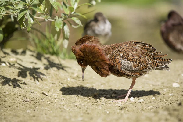 Il collare (Philomachus pugnax) maschio — Foto Stock