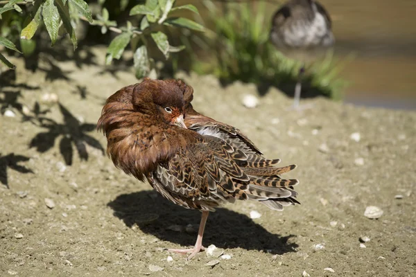 男性のエリマキシギ (Philomachus pugnax) — ストック写真