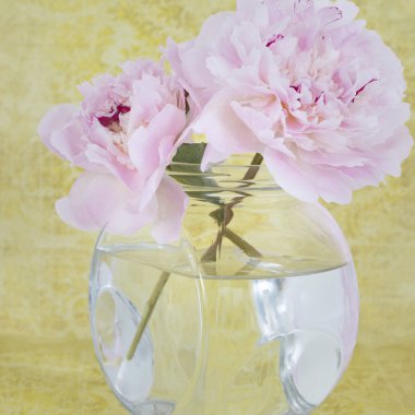 Pembe şakayık çiçekleri