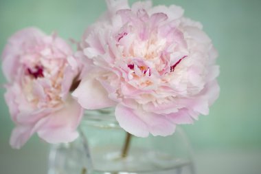 Pembe şakayık çiçekleri