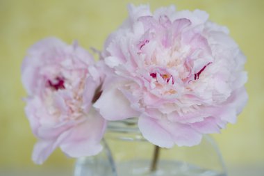 Pembe şakayık çiçekleri