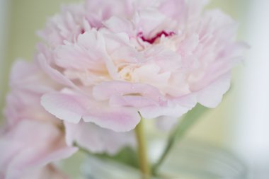 Pembe şakayık çiçekleri