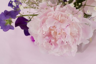 Pembe şakayık çiçekleri