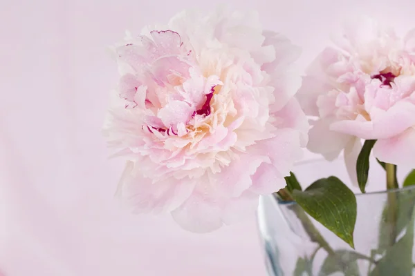 Fiori di peonia rosa — Foto Stock