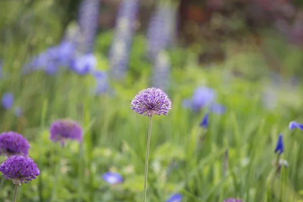 Purple flowers isolated — Stock Photo, Image