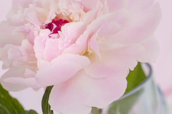 ピンク牡丹の花 — ストック写真