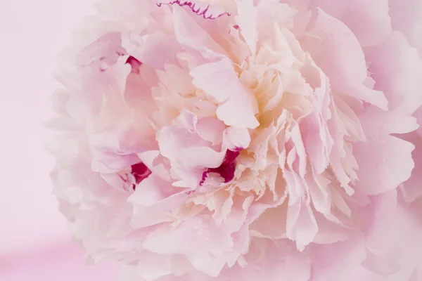 Pinkki pioni kukka — kuvapankkivalokuva