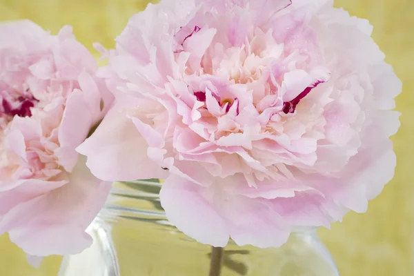 Flores de peonía rosa —  Fotos de Stock