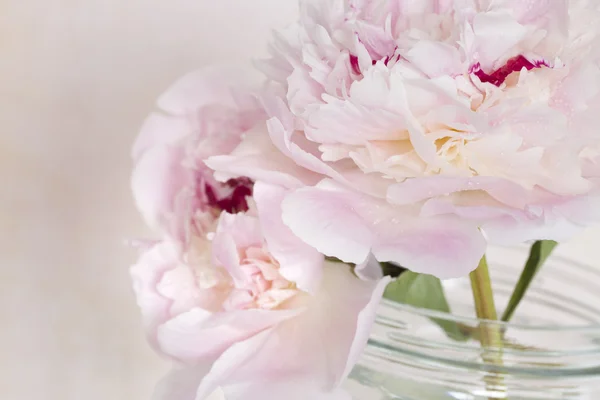 Fiori di peonia rosa — Foto Stock