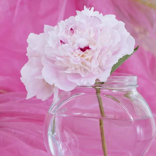 Fiori di peonia rosa — Foto Stock