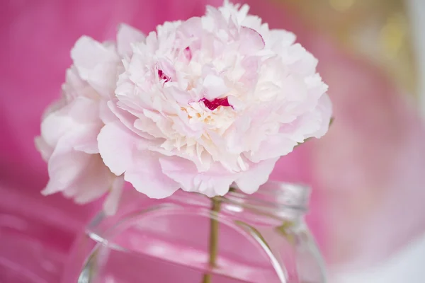 Rosa ponni-blomster – stockfoto