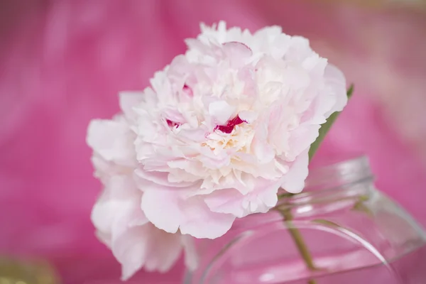 Różowe kwiaty piwonii — Zdjęcie stockowe
